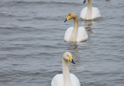 201202221550-DSC00974.jpg