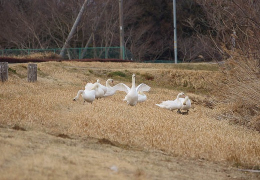 201202221606-DSC01042.jpg