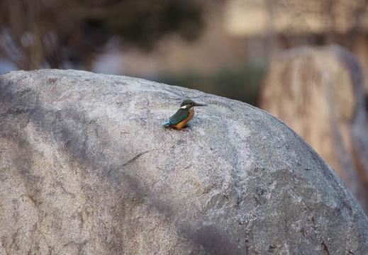 201202221641-DSC01103.jpg