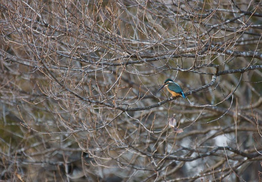 201202221643-DSC01112.jpg