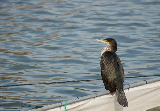 201202281455-DSC02905.jpg