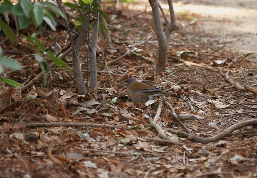 201202281505-DSC02925.jpg
