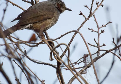 201202281530-DSC02999.jpg