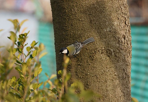 201202281542-DSC03033.jpg