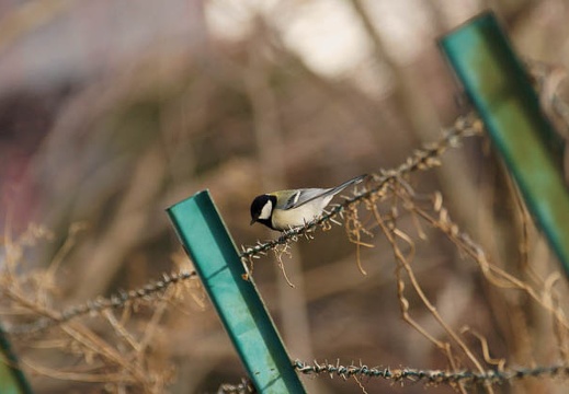 201202281542-DSC03039.jpg