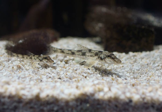 201203021032-DSC03167.jpg