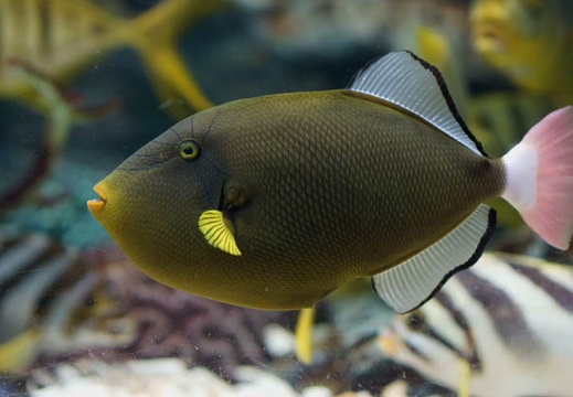 03.02 碧南海浜水族館
