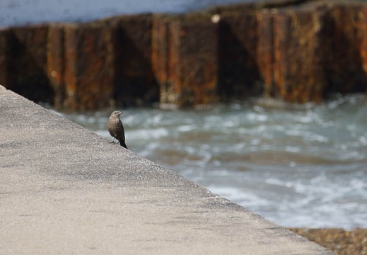 201203031216-DSC03712.jpg