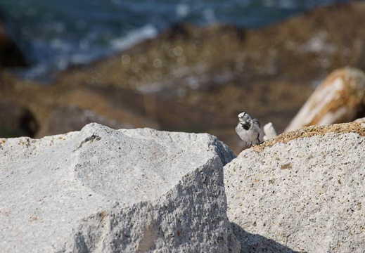 201203031340-DSC03853.jpg