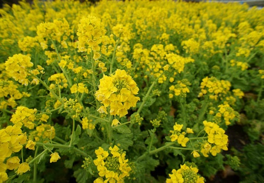 201203061410-DSC04425N.jpg