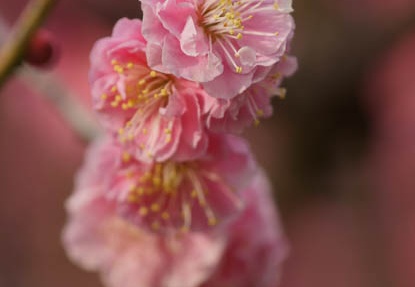 201203061540-DSC05484.jpg