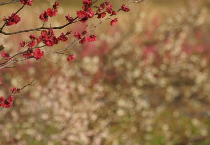 201203061601-DSC05512.jpg