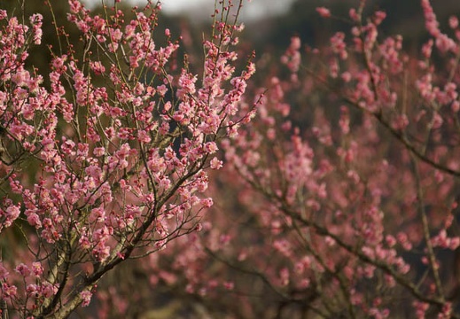 201203061604-DSC05516.jpg