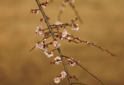 201203061610-DSC05525.jpg