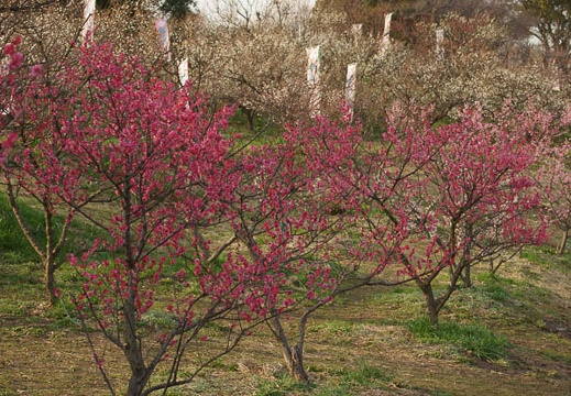 201203061621-DSC05543.jpg