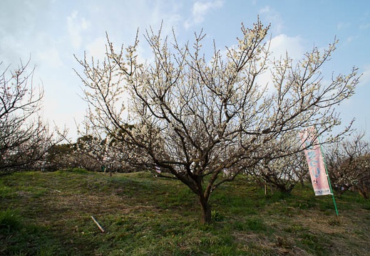 201203061622-DSC04480N.jpg
