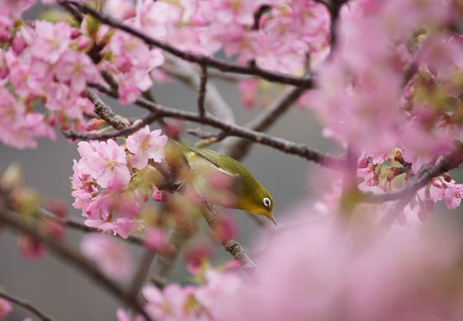201203070911-DSC05675.jpg