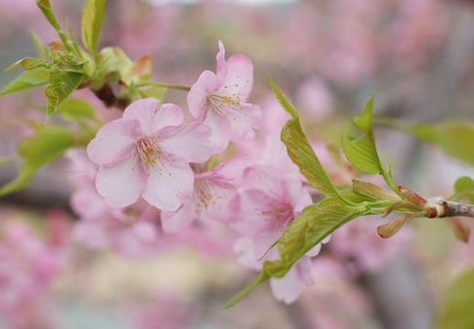 03.07 第22回 伊豆河津桜まつり