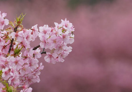 201203071159-DSC05827.jpg