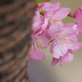 201203071221-DSC05839.jpg
