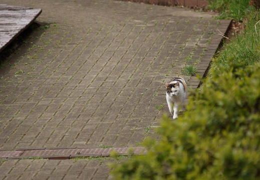 201203121203-DSC06033.jpg