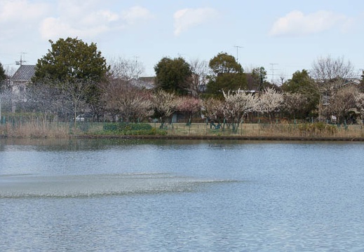 201203121227-DSC06066.jpg