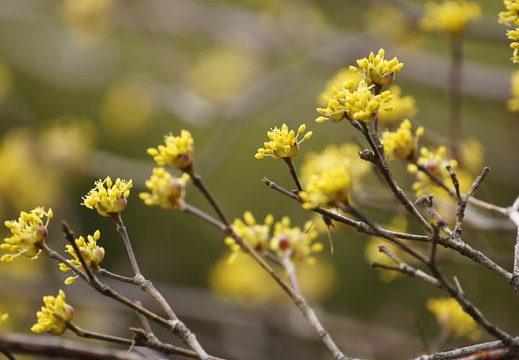 201203121242-DSC06076.jpg