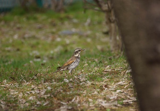 201203121334-DSC06203.jpg