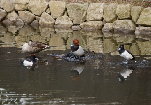 201203121550-DSC06340.jpg