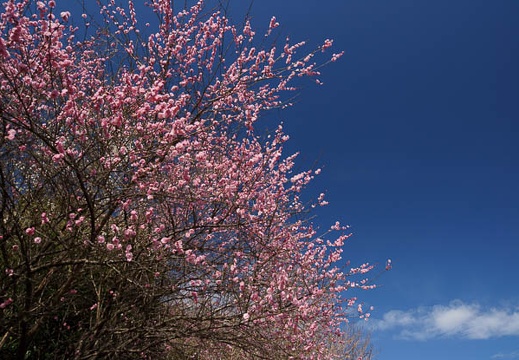 03.13 金沢自然公園