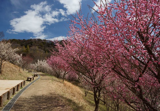 201203131049-DSC06414.jpg