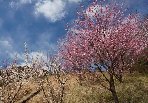 201203131051-DSC06418.jpg