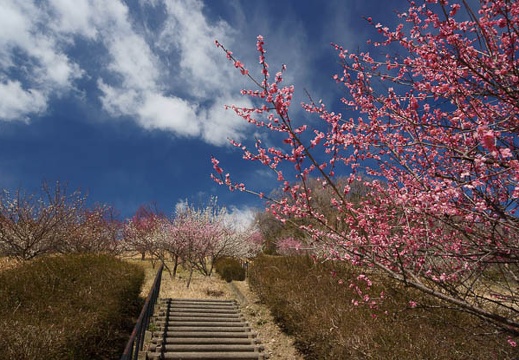 201203131110-DSC06453.jpg