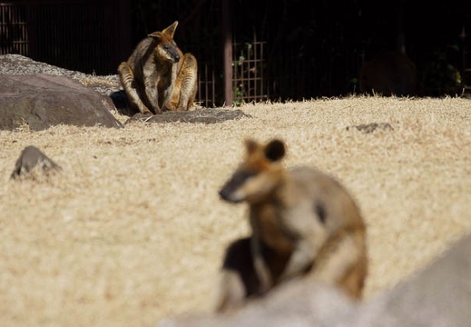 201203131243-DSC06615.jpg