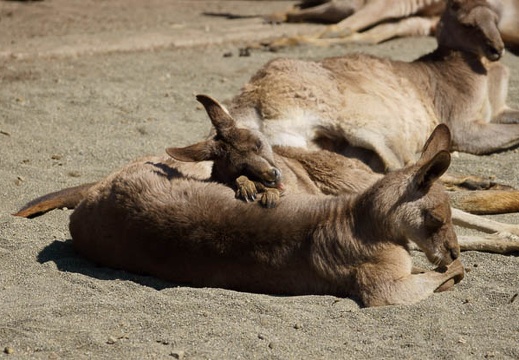 201203131250-DSC06631.jpg
