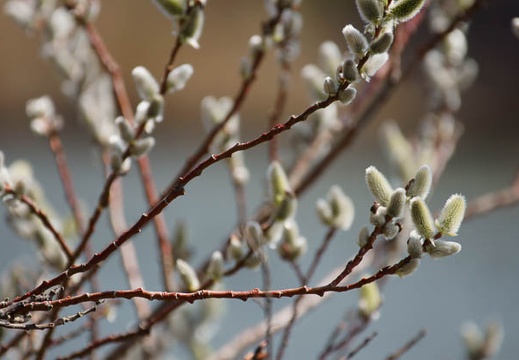 201203141104-DSC06929.jpg