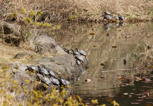 201203141243-DSC07092.jpg