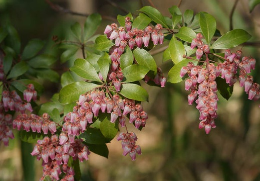 201203141250-DSC07102.jpg