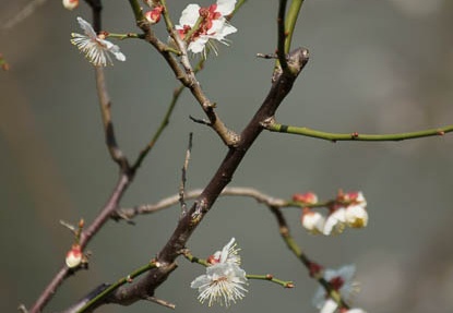 201203141301-DSC07123.jpg