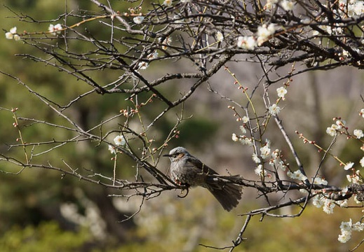 201203141351-DSC07152.jpg
