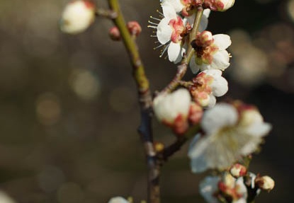 201203141402-DSC07172.jpg