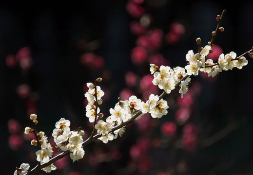 03.14 三渓園