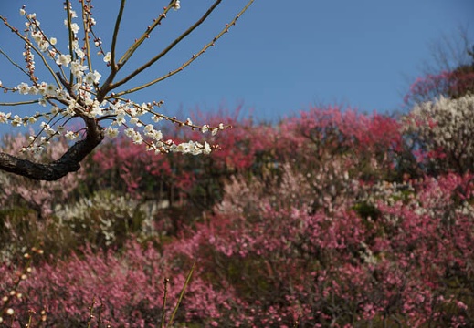 201203151318-DSC07357.jpg