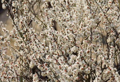 201203151349-DSC07413.jpg