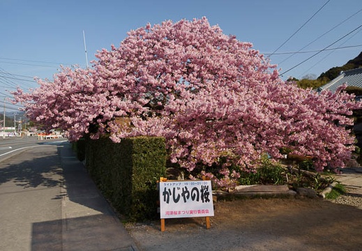 201203160839-DSC07593.jpg