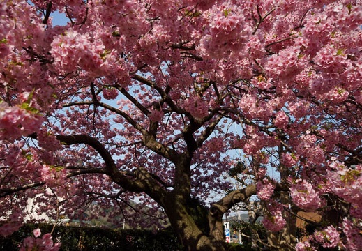 201203160840-DSC07597.jpg