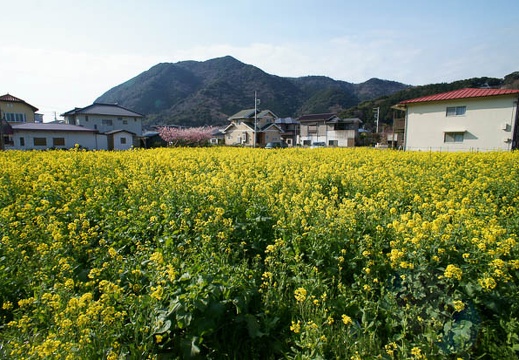 201203160847-DSC04852N.jpg