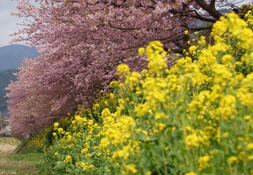 201203161015-DSC07736.jpg