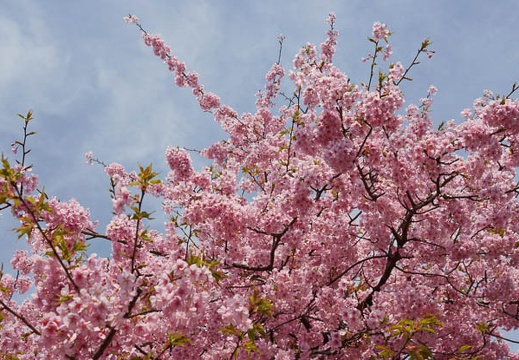201203161110-DSC07871.jpg