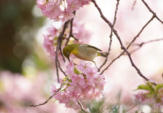201203161225-DSC08028.jpg